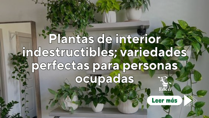 Plantas de interior indestructibles; variedades perfectas para personas ocupadas