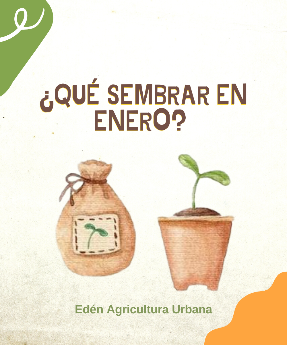 ¿Qué sembrar en Enero?