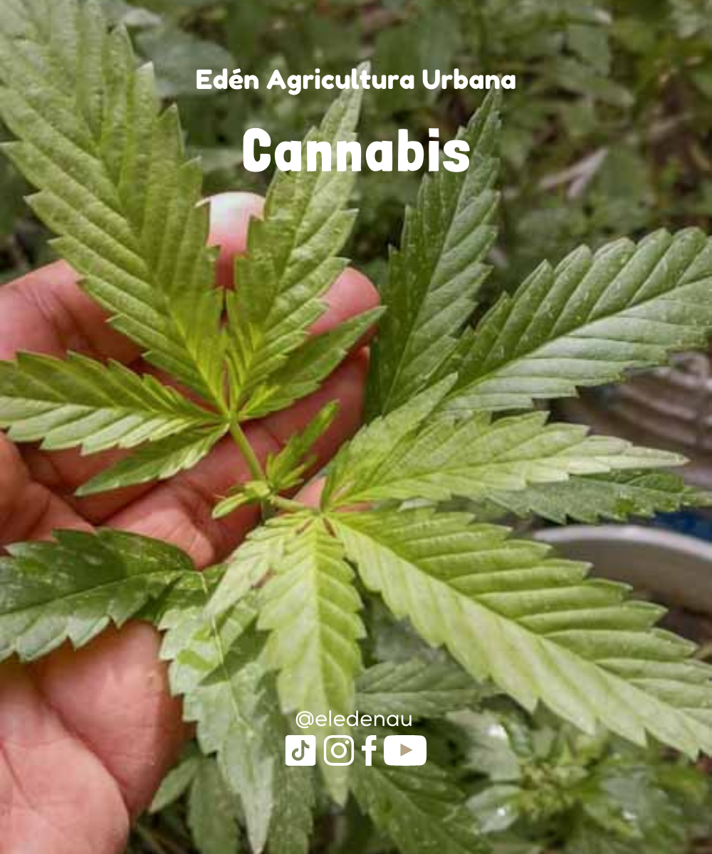 Cultivo de Cannabis 4:20