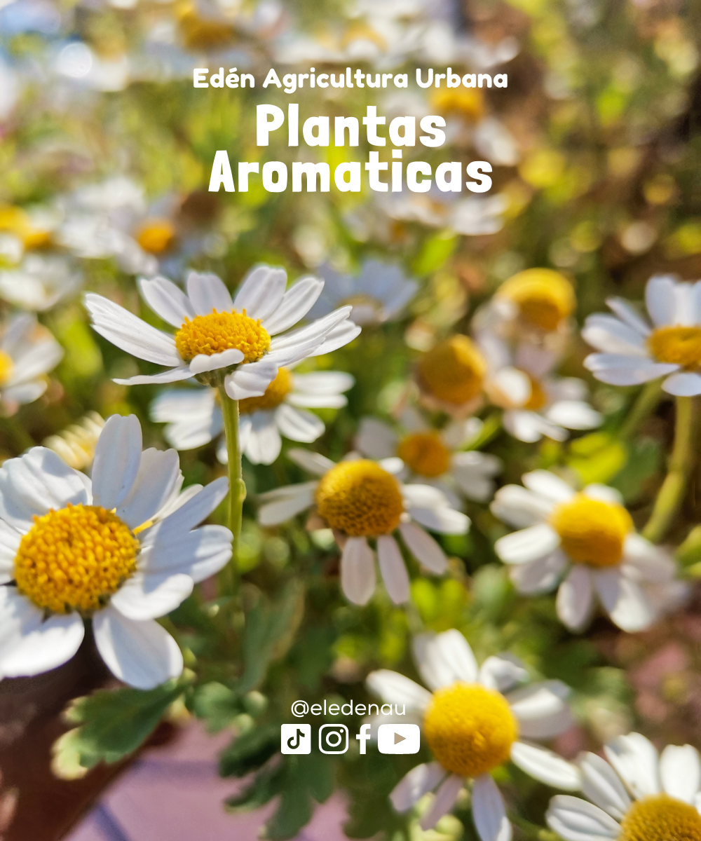 Plantas Aromáticas