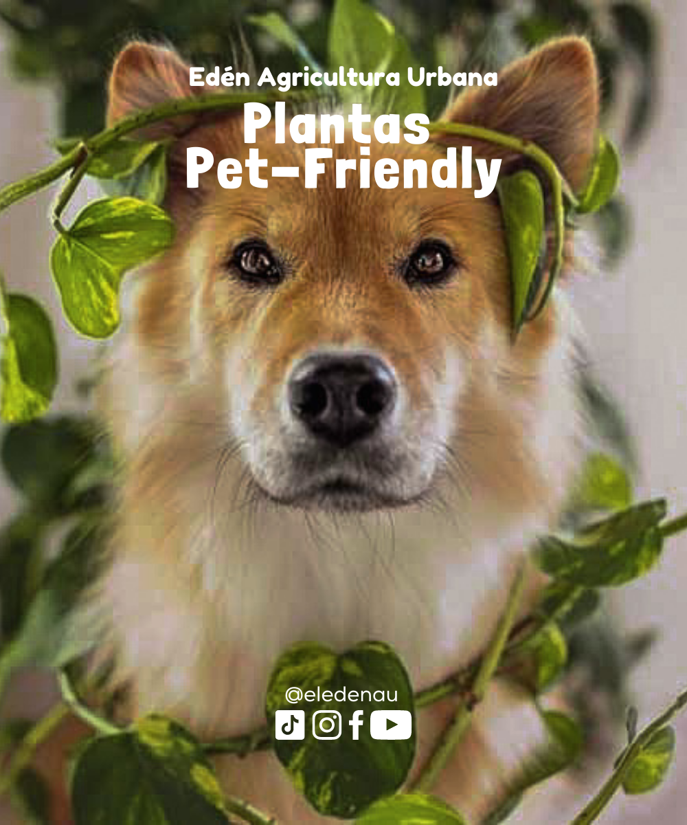 Plantas Pet-Friendly