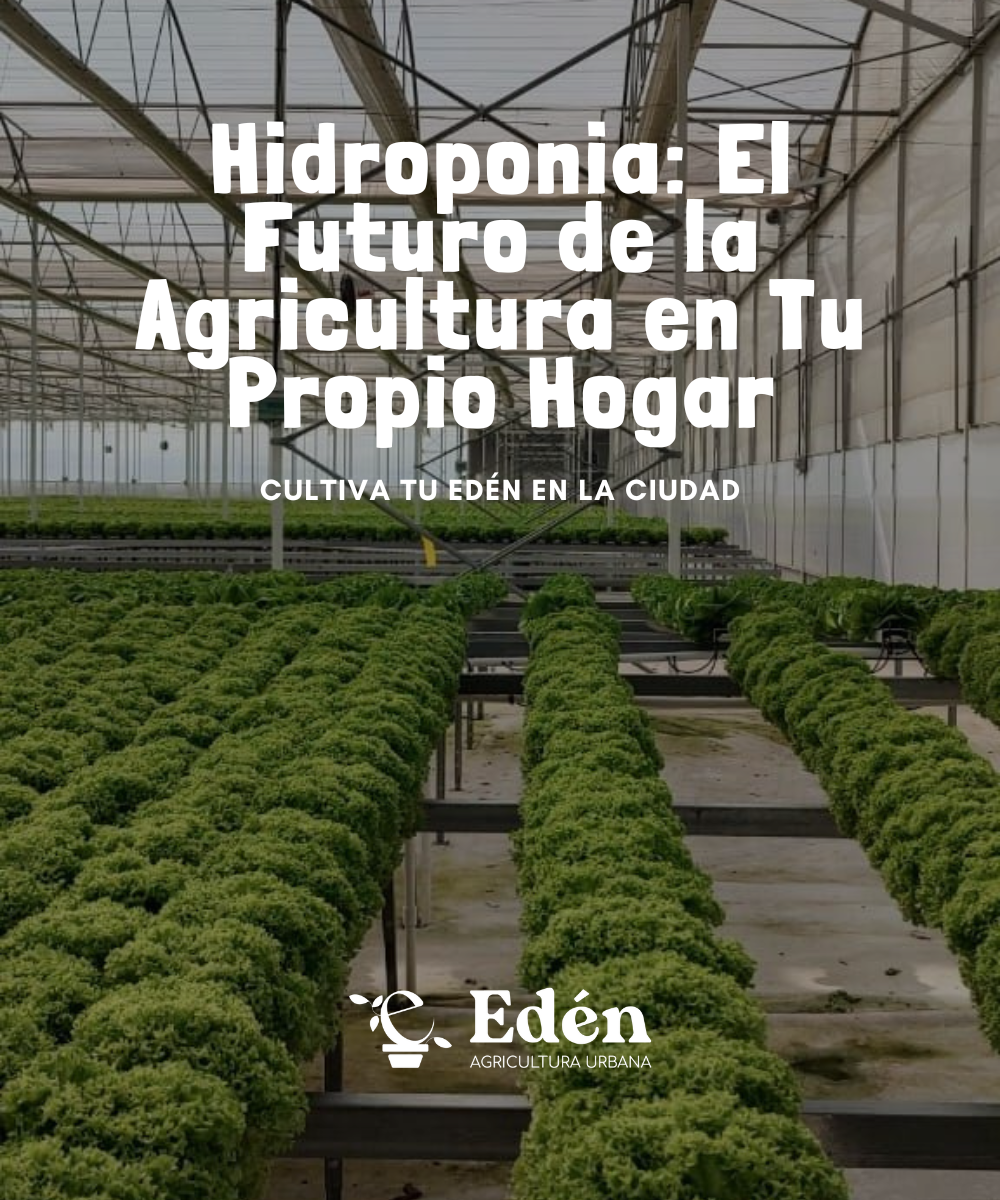Hidroponia: El Futuro de la Agricultura en Tu Propio Hogar
