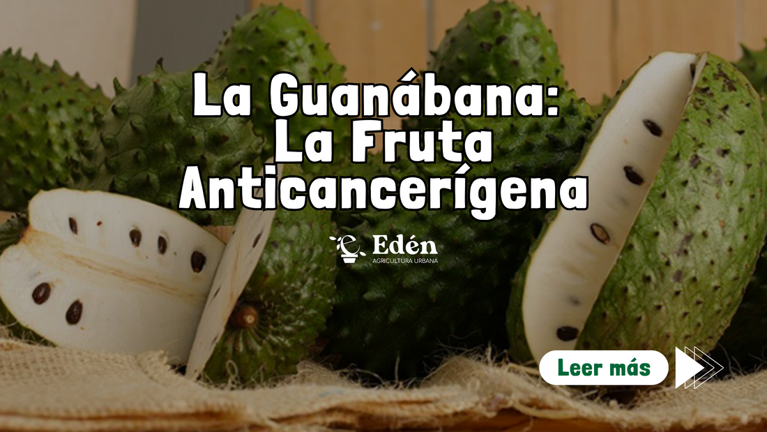 La Guanábana: La Fruta Anticancerígena que Debes Conocer