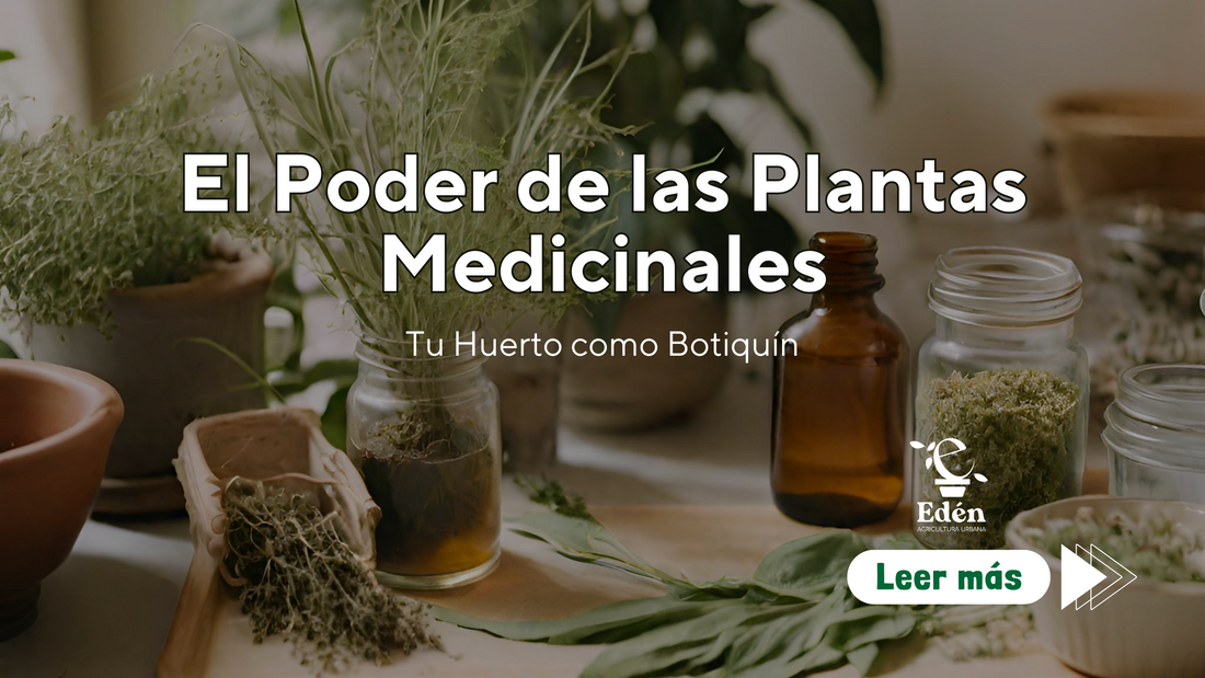 El Poder de las Plantas Medicinales: Tu Huerto como Botiquín