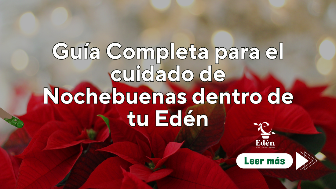 Guía Completa para el cuidado de Nochebuenas dentro de tu Edén