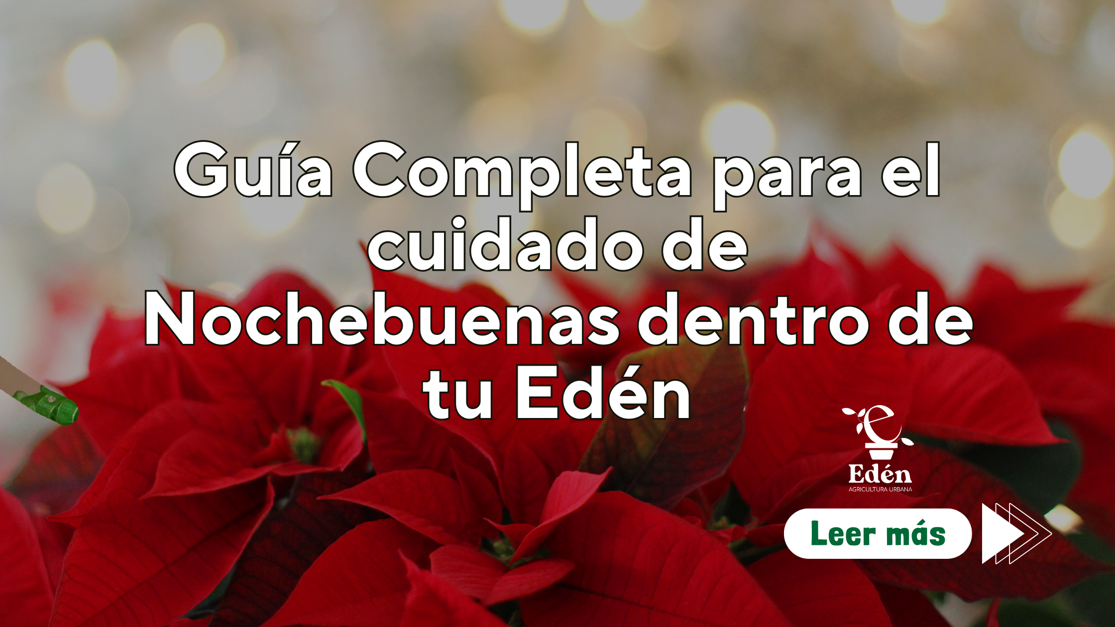 Guía Completa para el cuidado de Nochebuenas dentro de tu Edén