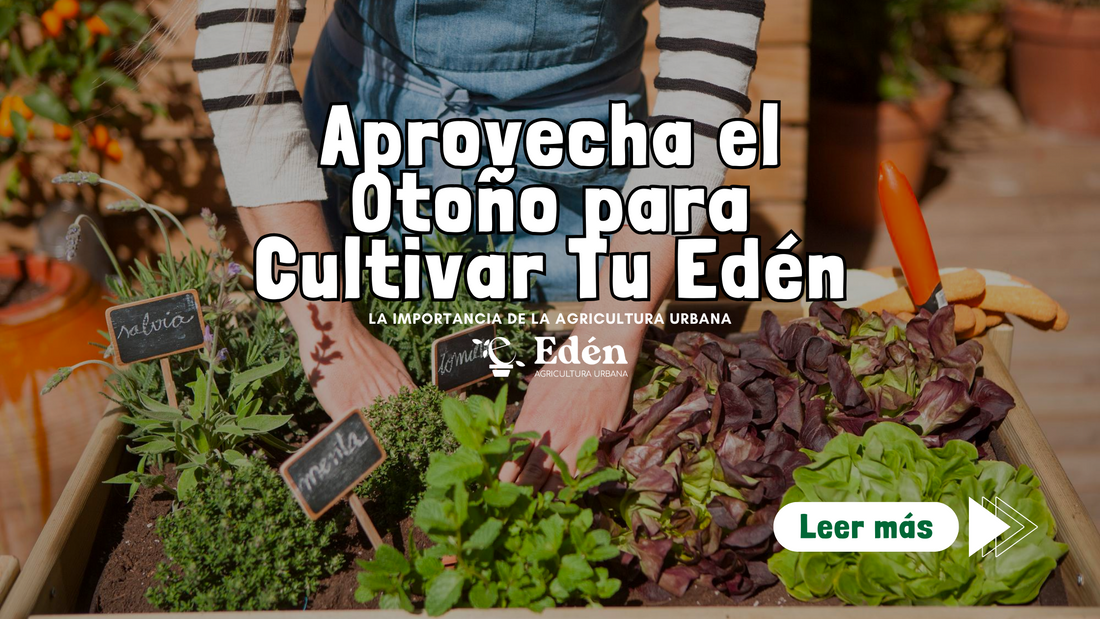 Aprovecha el Otoño para Cultivar Tu Edén