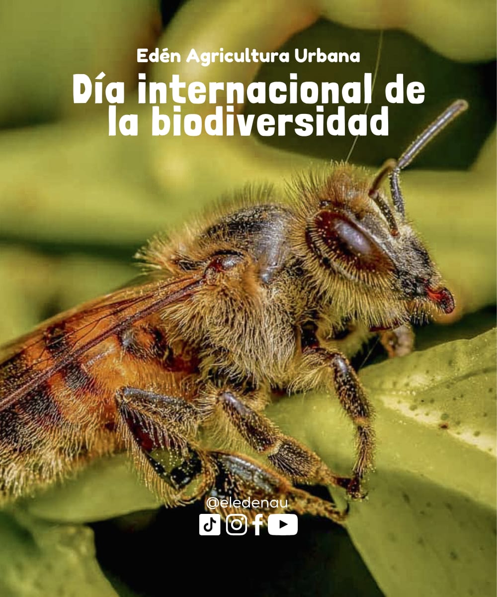 Día Internacional de la Biodiversidad