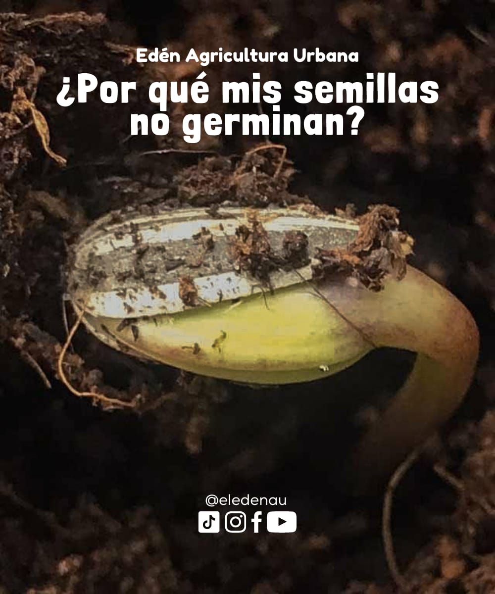 ¿Por qué mis semillas no germinan?