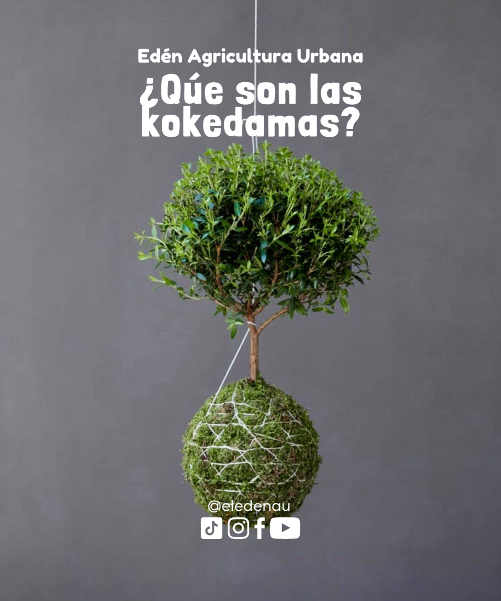 ¿Qué son las kokedamas?